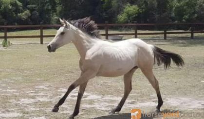 Reg QH Dunskin filly  on HorseYard.com.au