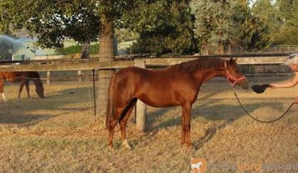 Welsh B yearling filly on HorseYard.com.au