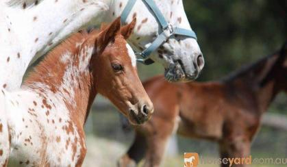 Appaloosa filly on HorseYard.com.au