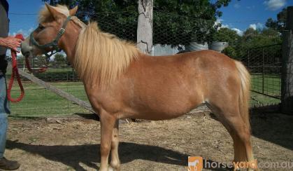 Small horse mini mare on HorseYard.com.au