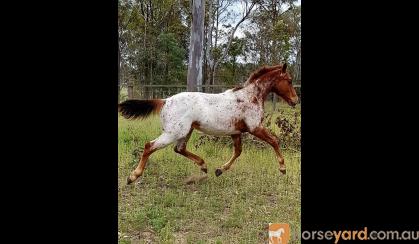 Gorgeous yearling Appaloosa colt. Exceptionally quiet  on HorseYard.com.au
