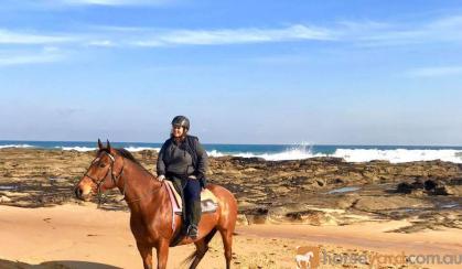 Skye,  15.3h,  9 yr old mare on HorseYard.com.au