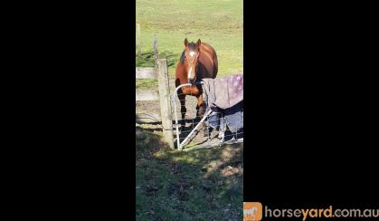 Skye,  15.3h,  9 yr old mare on HorseYard.com.au