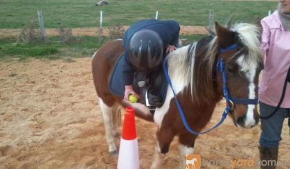 Pony on HorseYard.com.au