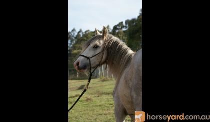 Gypsy Cob x Welsh C Gelding on HorseYard.com.au