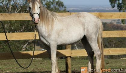 Gypsy Cob x Welsh C Gelding on HorseYard.com.au