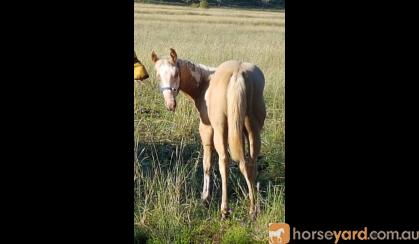 Pritty Palomino overo weanling filly Reg PHAA on HorseYard.com.au