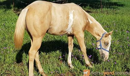 Pritty Palomino overo weanling filly Reg PHAA on HorseYard.com.au