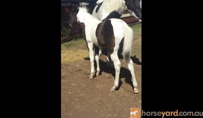 Phaa black and white filly on HorseYard.com.au