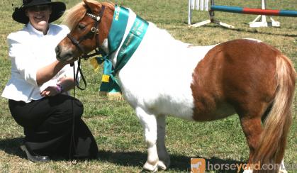 Outstanding AMPS/APSB Mare - In foal. Must go south of Syd on HorseYard.com.au