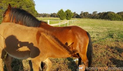 Mule Gelding 9 months old on HorseYard.com.au