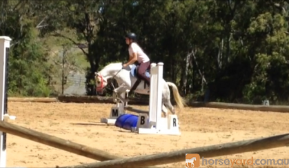 Registered Australian Pony Gelding on HorseYard.com.au