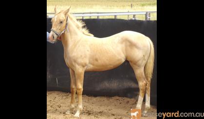 WELL BRED PALOMINO QH COLT FOR SALE on HorseYard.com.au