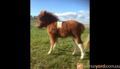 Registered Miniature Pony Colt on HorseYard.com.au