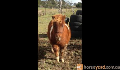 Registered Miniature Pony Colt on HorseYard.com.au