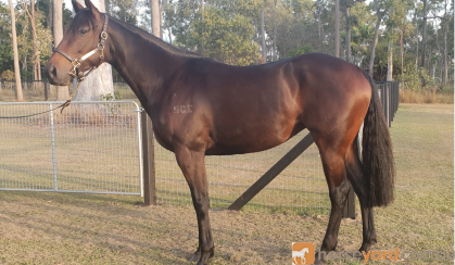 Stunning Thoroughbred Filly on HorseYard.com.au