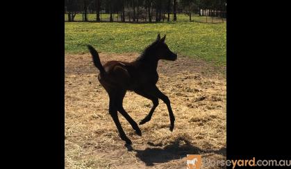 Purebred Filly on HorseYard.com.au