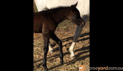 Stunning Purebred Filly on HorseYard.com.au