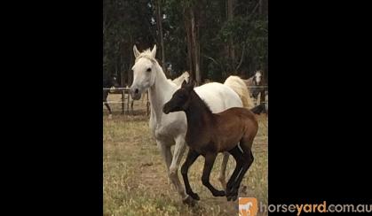 Stunning Purebred Filly on HorseYard.com.au