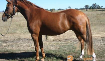 German Riding Pony Filly on HorseYard.com.au