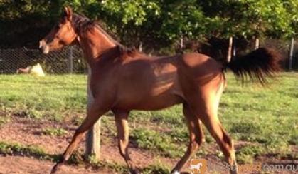 Yearling RP Gelding to make Future open Galloway of the highest calibre on HorseYard.com.au