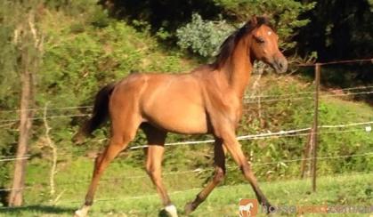 Yearling RP Gelding to make Future open Galloway of the highest calibre on HorseYard.com.au