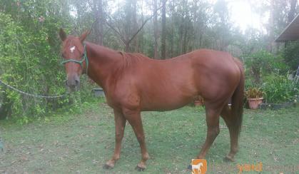 Quarter Horse for Sale - TQS Classical Kid Mare  on HorseYard.com.au