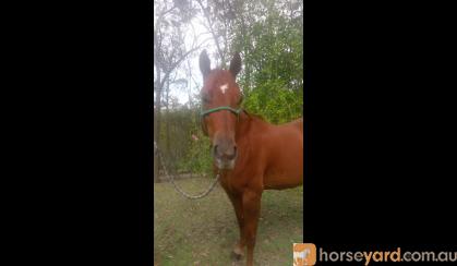 Quarter Horse for Sale - TQS Classical Kid Mare  on HorseYard.com.au