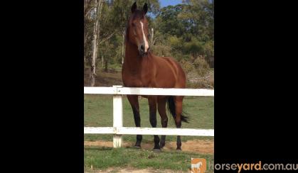 Gentle and smart mare  on HorseYard.com.au