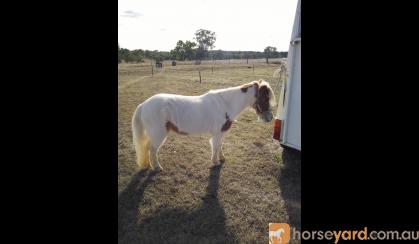 Small Horse Mini Mare on HorseYard.com.au