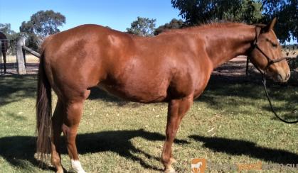 Reg QH Mare Must Sell all offers considered on HorseYard.com.au