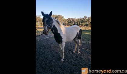 Beautiful Willing Mare  on HorseYard.com.au