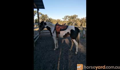 Beautiful Willing Mare  on HorseYard.com.au