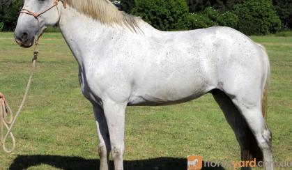 Rare Percheron X Andalusian Gelding + Video+ on HorseYard.com.au