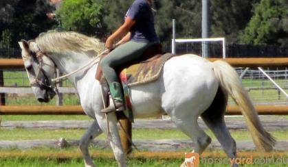 Rare Percheron X Andalusian Gelding + Video+ on HorseYard.com.au