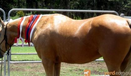 Quiet Golden Palomino QH Mare + VIDEO on HorseYard.com.au