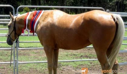 Golden Palomino QH Mare + VIDEO+ on HorseYard.com.au