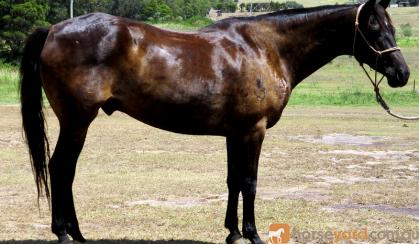 Stunning Aust Stock Gelding +VIDEO on HorseYard.com.au