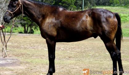 Stunning Aust Stock Gelding +VIDEO on HorseYard.com.au