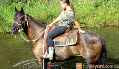 Stunning Aust Stock Gelding +VIDEO on HorseYard.com.au