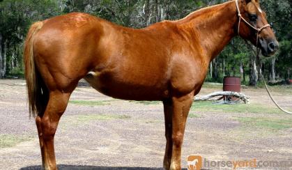 Quiet Sorrell Purebed QH Mare + VIDEO+ on HorseYard.com.au