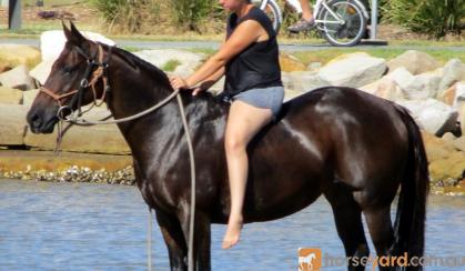 Jet Black Aust Stock Gelding + VIDEO+ on HorseYard.com.au