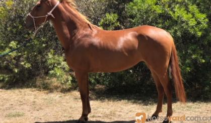 Arab/Warmblood Registered Mare on HorseYard.com.au