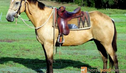 Quiet Buckskin Pure QH Gelding + VIDEO++ on HorseYard.com.au