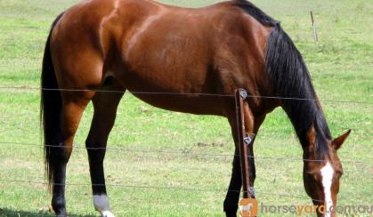 Quiet Aust Stock Mare + VIDEO+ on HorseYard.com.au