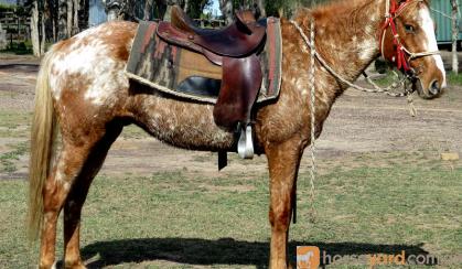 Kind Red Appaloosa  QH Gelding + VIDEO+ on HorseYard.com.au