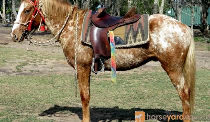 Kind Red Appaloosa  QH Gelding + VIDEO+ on HorseYard.com.au