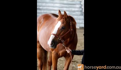 Beautiful Chestnut QH Mare on HorseYard.com.au