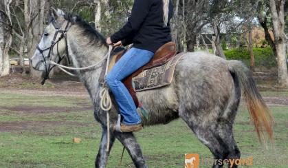 Quiet Blue Stock Horse Gelding + VIDEO+ on HorseYard.com.au