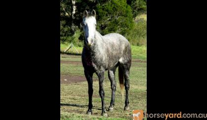 Quiet Blue Stock Horse Gelding + VIDEO+ on HorseYard.com.au